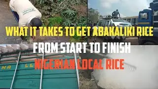 RICE BUSINESS BOOMING IN EBONYI STATE WITH BAN IN IMPORTATION IN NIGERIA |SECRETS OF RICE FARMING
