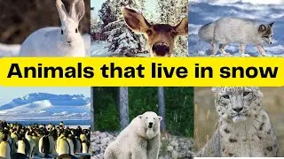 Animals that live in snow | Winter Animals Live