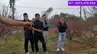 #vườn đào tết: Kỹ thuật hãm hoa quá chuẩn tết! Khách mua quá đông. Nhanh ko hết đào đẹp!