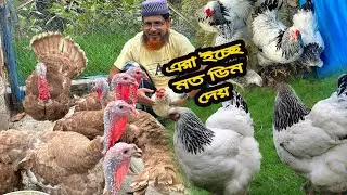বু'লবুলির বউ এই কোথায় ডি'ম দিলে🥚🥚🙄