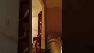 Pug moaning at goose call