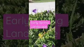 Spring Crocus and Succulents