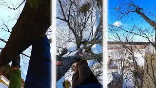 High Wind Tree Climbing