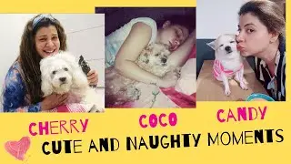 Cute and Naughty Moments of Coco, Cherry & Candy | Sambhavna Seth's Dogs | Cute Pets | DNA365