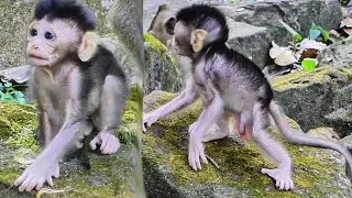 perfect time, great job mommy Sami release new born baby monkey to be free playful