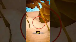 Why Do Red Ant Bites Hurt But Black Ants Don&rsquo;t?🤔#shorts