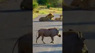 Бородавочник против льва 🦁 СМЕШНЫЕ МОМЕНТЫ 😂