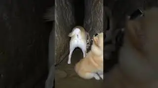 Cave Exploration Challenge In Dark.