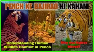 PENCH KE BAJIRAO KI KAHANI | Understanding Human Wildlife Conflict in Pench