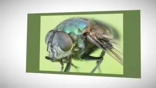 Termite Treatment Sydney | Bugz Pest Control