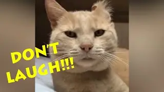 Best Cats Funny Video #7 Try not to laugh 😹😹😹