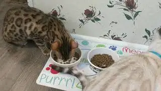 Обзор корма для котят Wellness Core Grain Free 😺