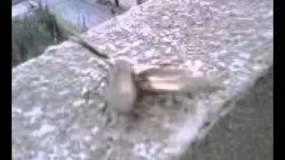 insecte bizzare