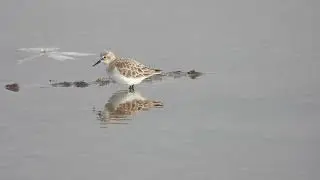 Little Stint, Gambecchio comune (Calidris minuta)