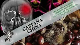 CHINESE CHESTNUT AND BRAIN HEALTH: TRUTHS, MYTHS AND PRECAUTIONS
