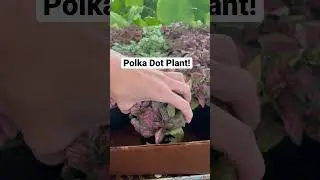Не могу поверить, что нашла это растение! | Растение в горошек