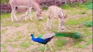 Foal( Donkey`s Baby) and beautiful Peacock are eating grass ❤.#peacock #birds
