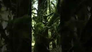 La misteriosa monta&ntilde;a Ailao te lleva al mundo primitivo.