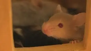 Baby Mouse Sleep Over
