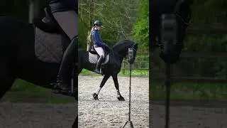 Equestrian content creator @kashmir_thefriesianstallion shares her #PivoPOV