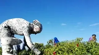 عاملات الفلاحة في القيروان...المتقدمات في الانتاج...الادنى في الأجر