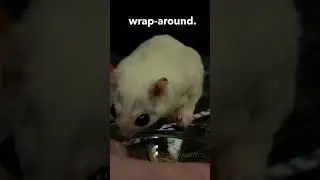 I THINK I&rsquo;M GONNA DO A WRAP-AROUND
