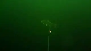rainbow trout follows apex ( Hot Spot) fishing lure - Water Wolf Clip