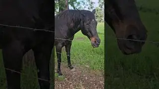 Another video of my neighbors donkey, pony, and 2 horses