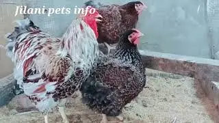wyandottes hens in pakistan/Wyandotte beautiful birds in pakistan/ the most beautiful hen in world