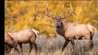 Rocky Mountains Flora and Fauna, by Randy Jensen