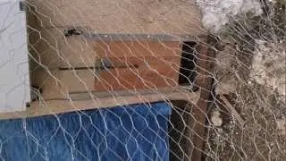 porta automatica pollaio fai da te (continua)