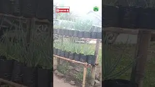 budidaya bawang daun di lahan sempit, diuat ertingkat #bawangdaun #daunbawang #lahansempit