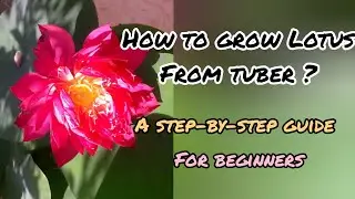Growing lotus from tuber made easy | simple method| 