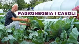 Il Segreto Per Coltivare Cavoli Tutto L’Anno—Anche In Estate Bollente!