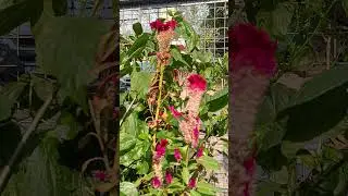 Beautiful cockscomb flower#garden #viral#trending 🔥🔥🔥🔥🔥🔥🔥🔥🔥🔥🔥🔥