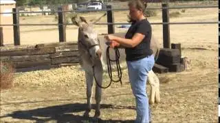 Gasston - BLM Burro
