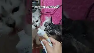 hairball solution for cat #cat #cute #hairball #catvideos
