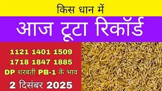 धान का भाव आज 🔴2 दिसंबर 2025 | 1509,1121, बासमती | Dhaan Rate Today | Agri Commodity Price