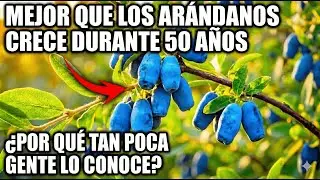 Mejor Que Arándanos y Naranjas Juntos. Produce Por 50 Años — ¿Por Qué Nadie Habla de Esto?