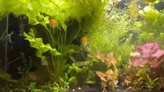 Fluval Stratum Substrate Long Term Review and Koi Angelfish Spawn
