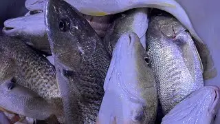Bảo c&aacute; đ&ugrave; ở đảo s&oacute;i biển #fishing #croakerfish