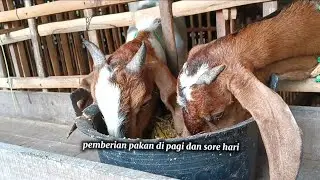PAKAN KAMBING MURAH, HEMAT BIAYA, KAMBING CEPAT GEMUK