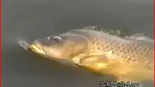 25lb Lake Simcoe Carp