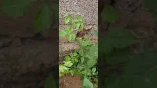 KOZESA KABUYONJO YAFFE KASANGWAWO.