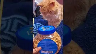 #cat #facts #pets #animals #funny #growwithcats #catlovers #kitten #catshorts #catvideos