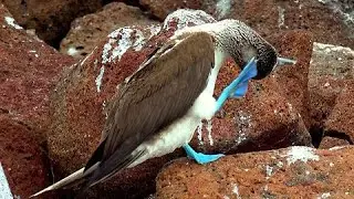Mating pair of blue footed boobies greet affectionately in Galapagos Islands