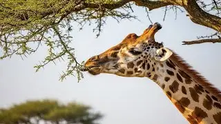 Majestic Giraffes in 4K | Cinematic Wildlife Documentary | African Savannah Nature Film