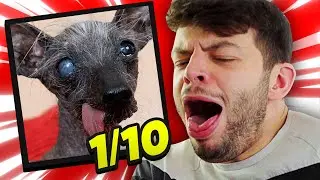 Savagely Rating People's Ugly Pets