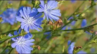 Chicory - Cichorium intybus: Traditional Uses, History, Geographical Presence - Eat The Weeds