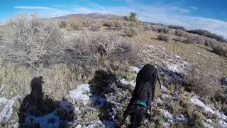 Higgins Gundogs, Ekahi and Nigel Quail hunt 11/9/22 , Higgins method www.higginsgundogs.com